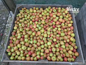A full apple bin in the orchard