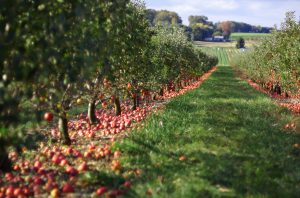 Image of a red apple orchard