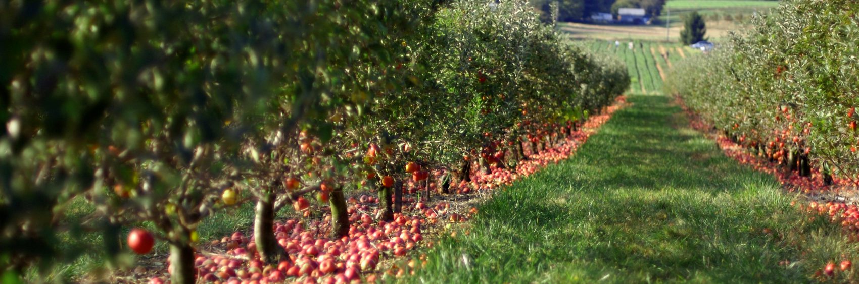 Beautiful rows of apples trees