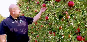 Apple farmer checks red apples on tree