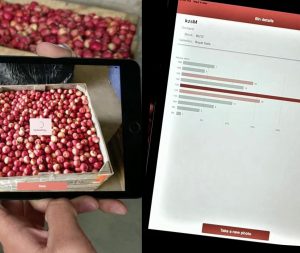 Hectre's computer vision AI fruit sizing app Spectre sizing apples