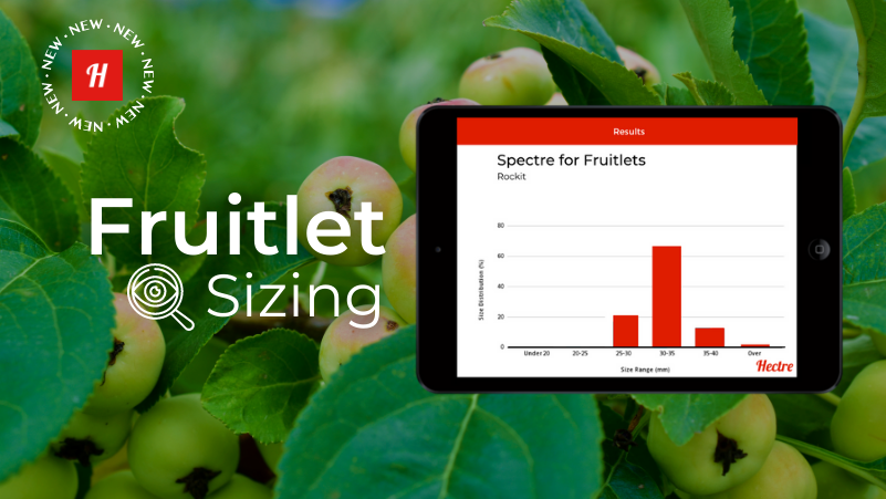Graph with sizing estimations for apple fruitlets - pre-harvest