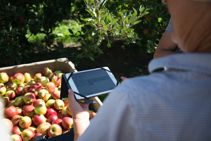Specialist orchard management software