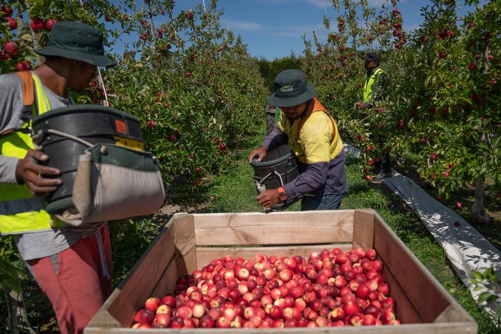 Minimum wage regulations for Australia's piece date workers like these apple pickers