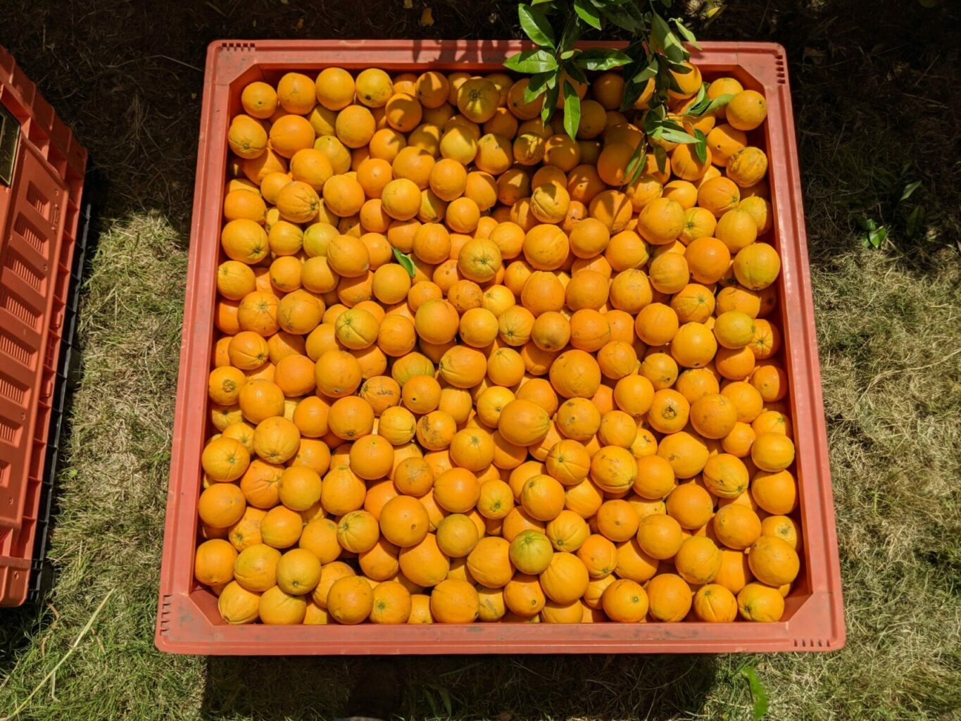 bin or oranges in field