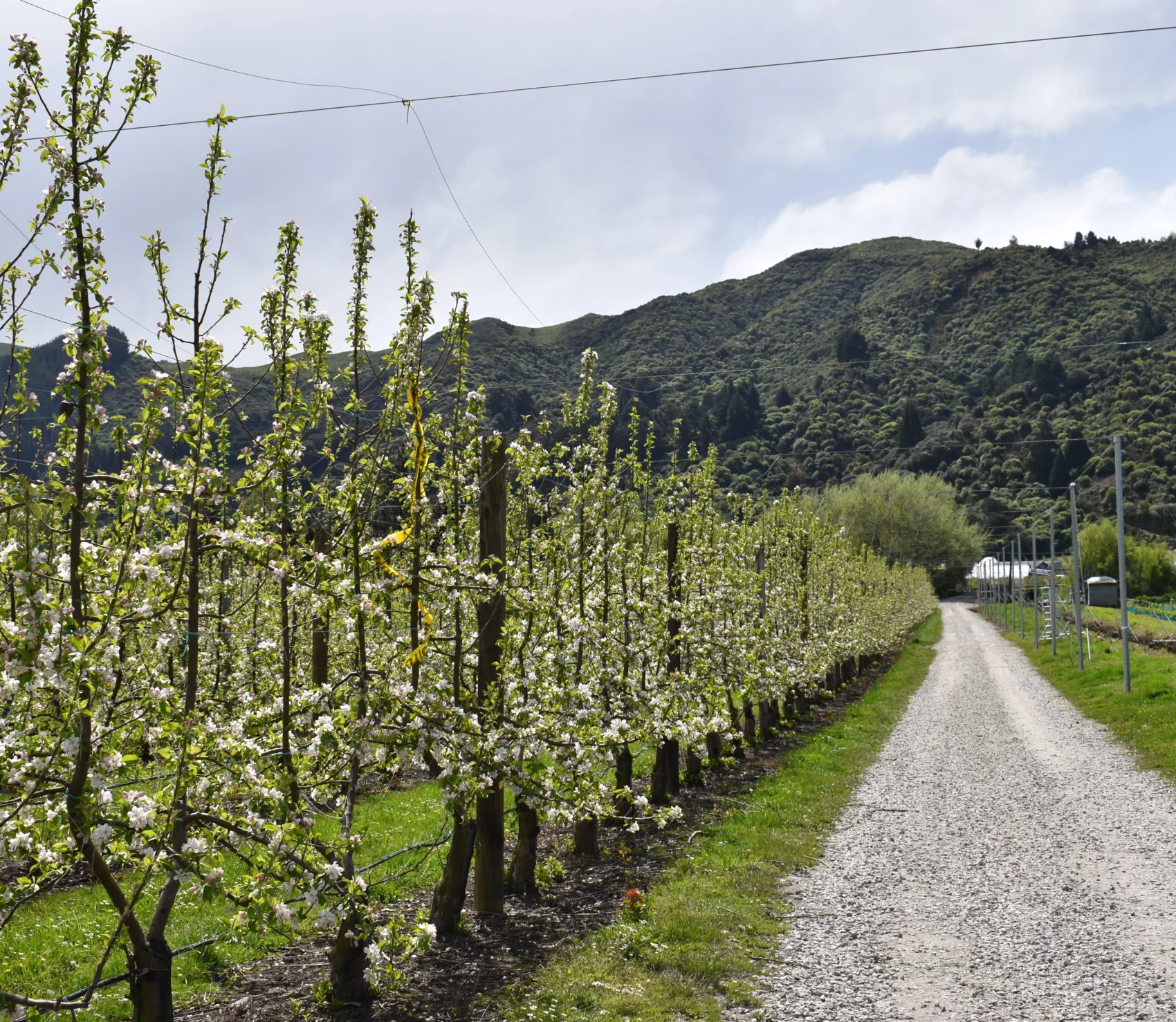 Dirt road next to fruit trees at Heywood Orchards in Motueka New Zealand
