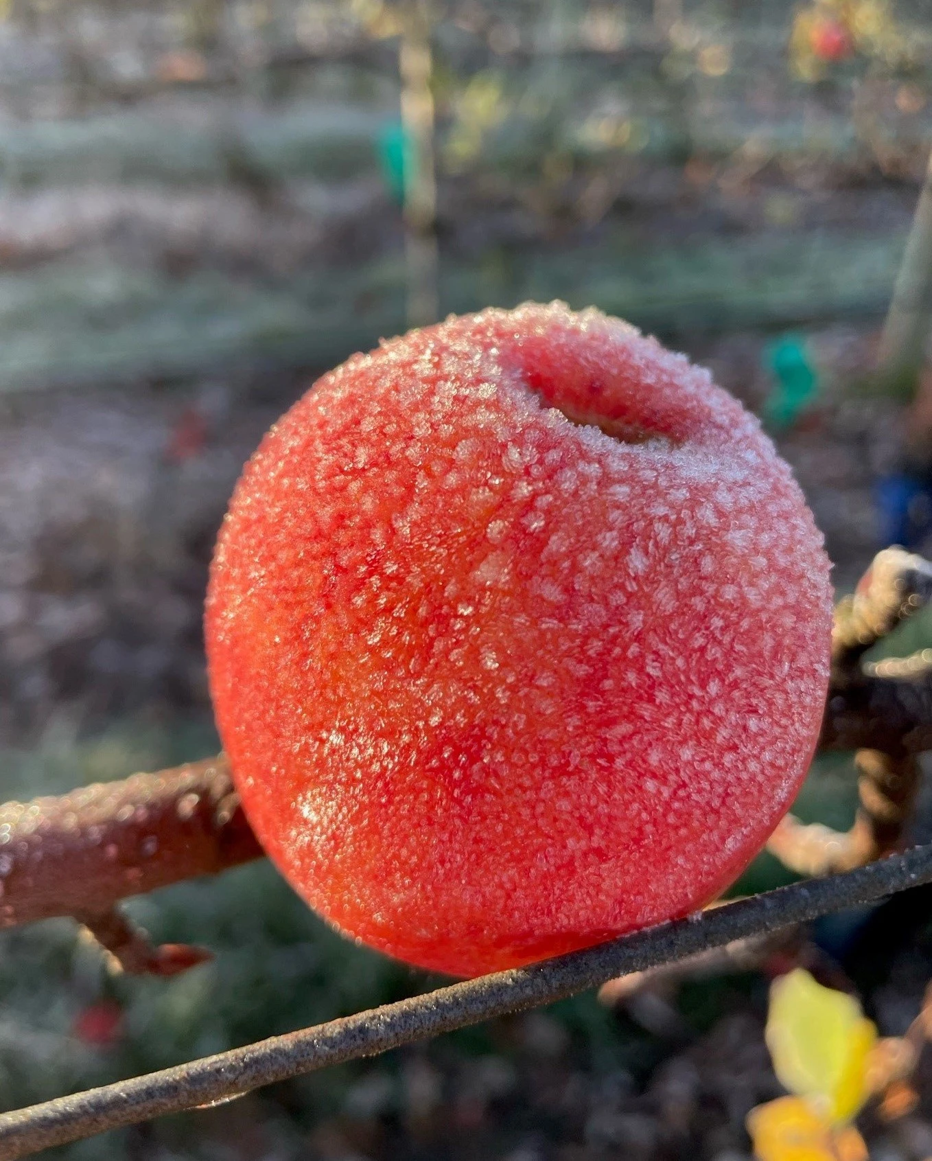 Red apple with frost on it