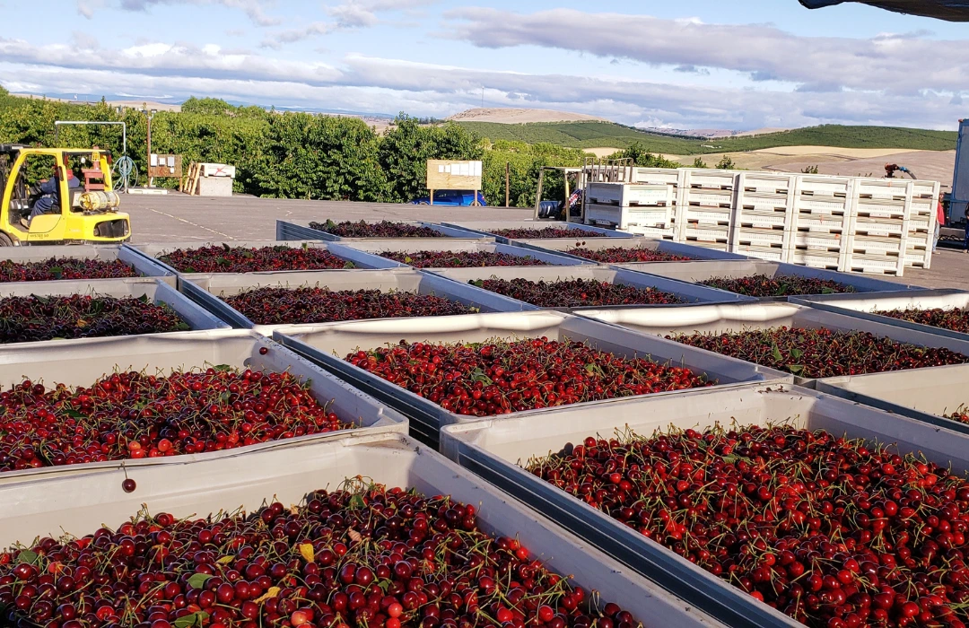 17 large cherry bins, full of cherries, outside at a packhouse or orchard.