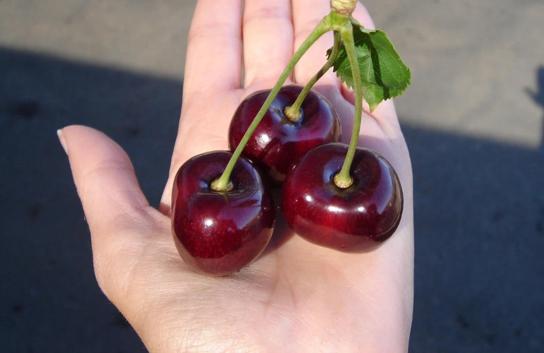 cherries in hand