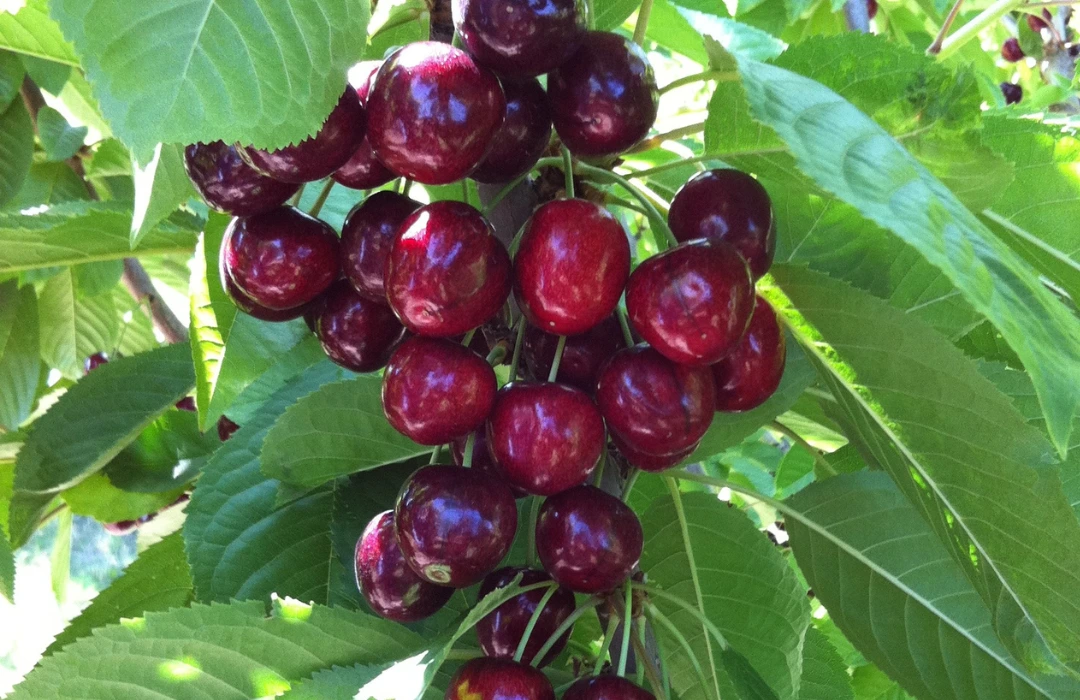 a bunch of cherries on the tree