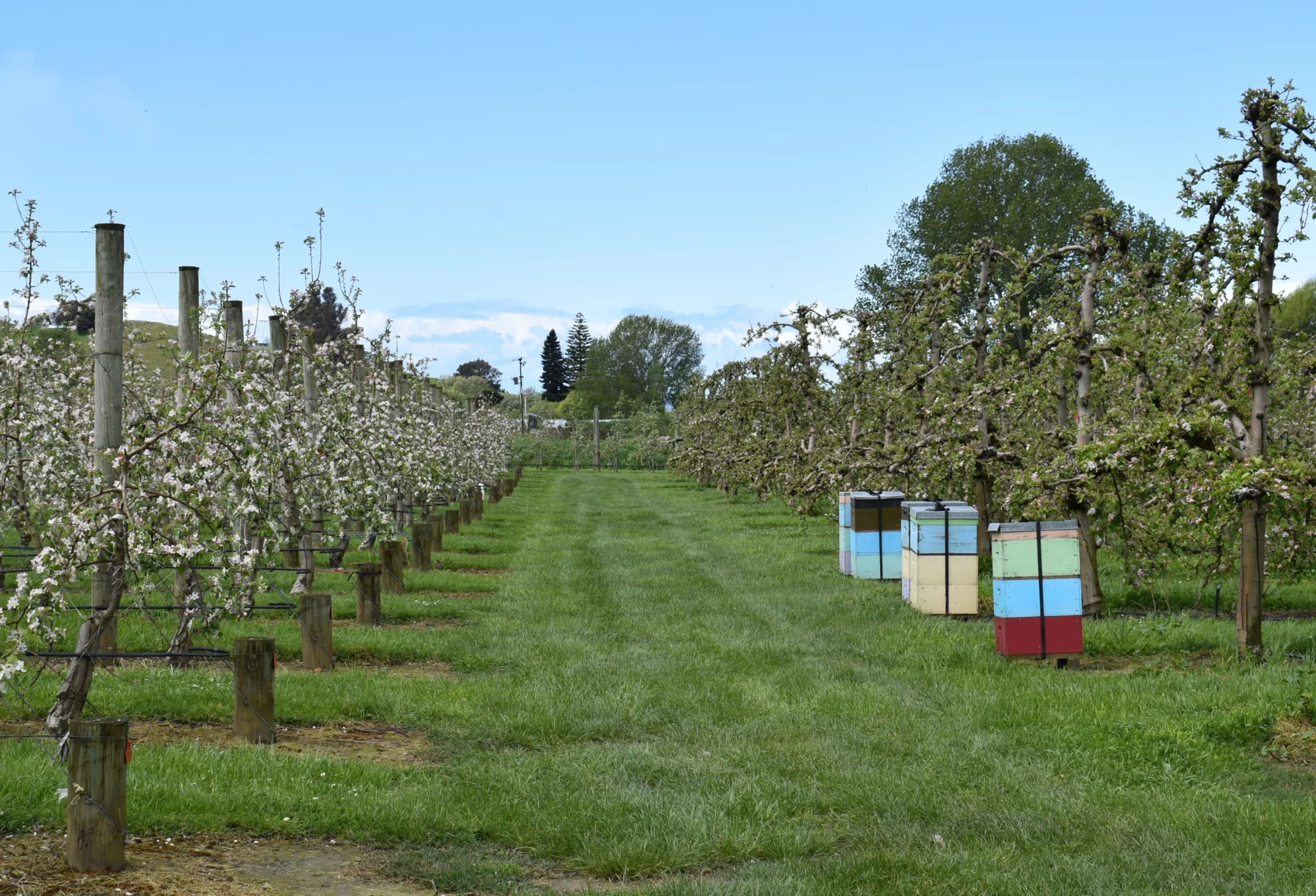 Wide shot of apple trees and beehives at Heywood Orchards Motueka