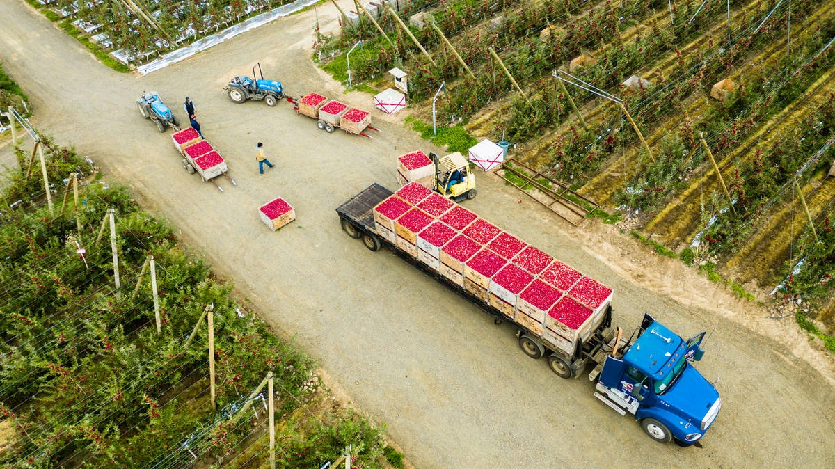 Looking down on a flatbed apple truck in an orchard.