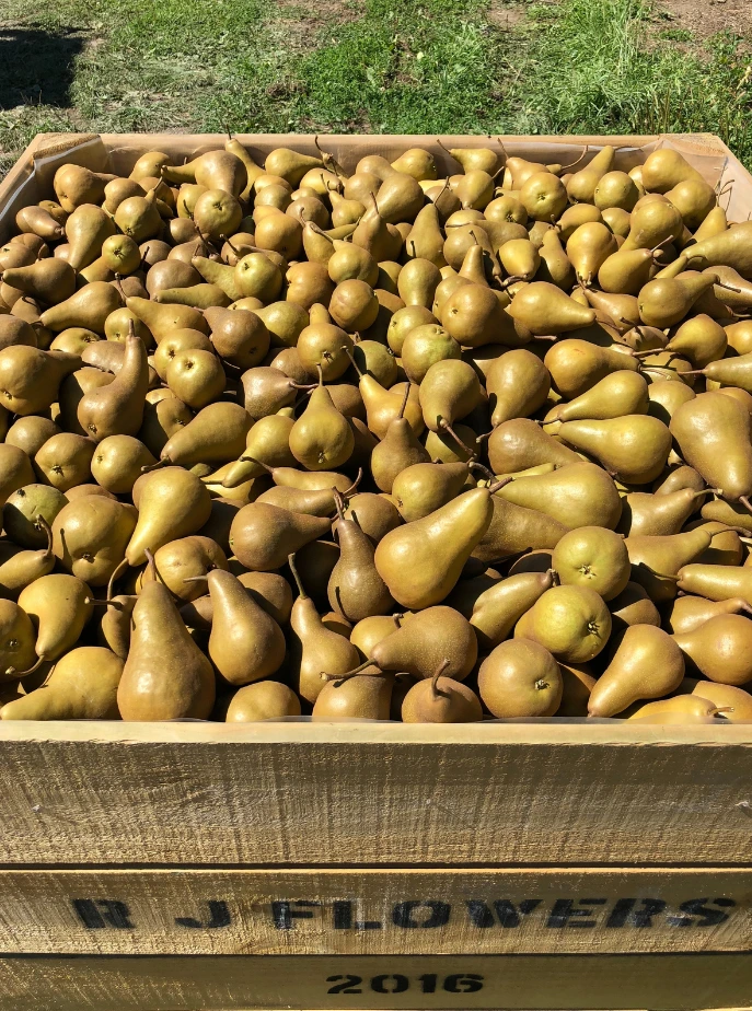 pears in a bin