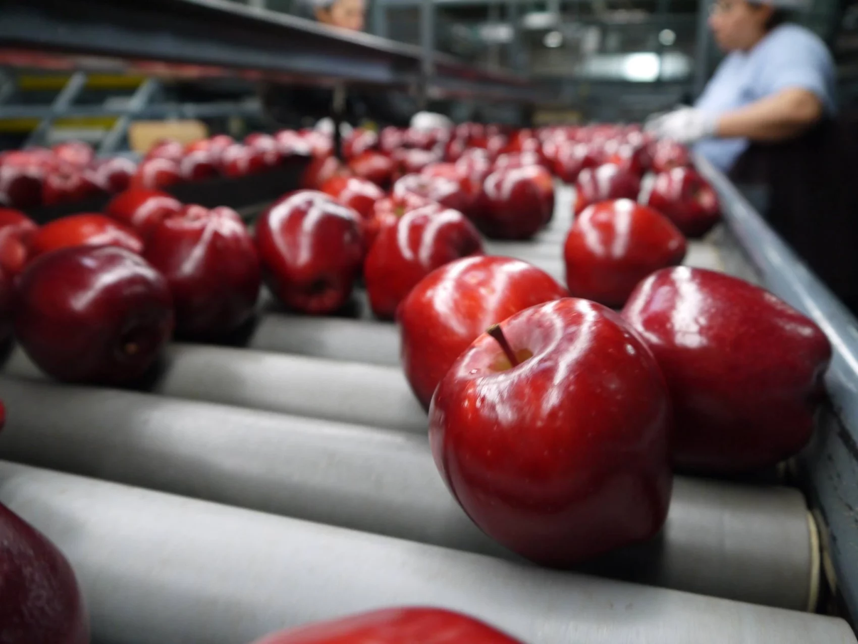 Apples on a conveyor belt at Sage Fruit.