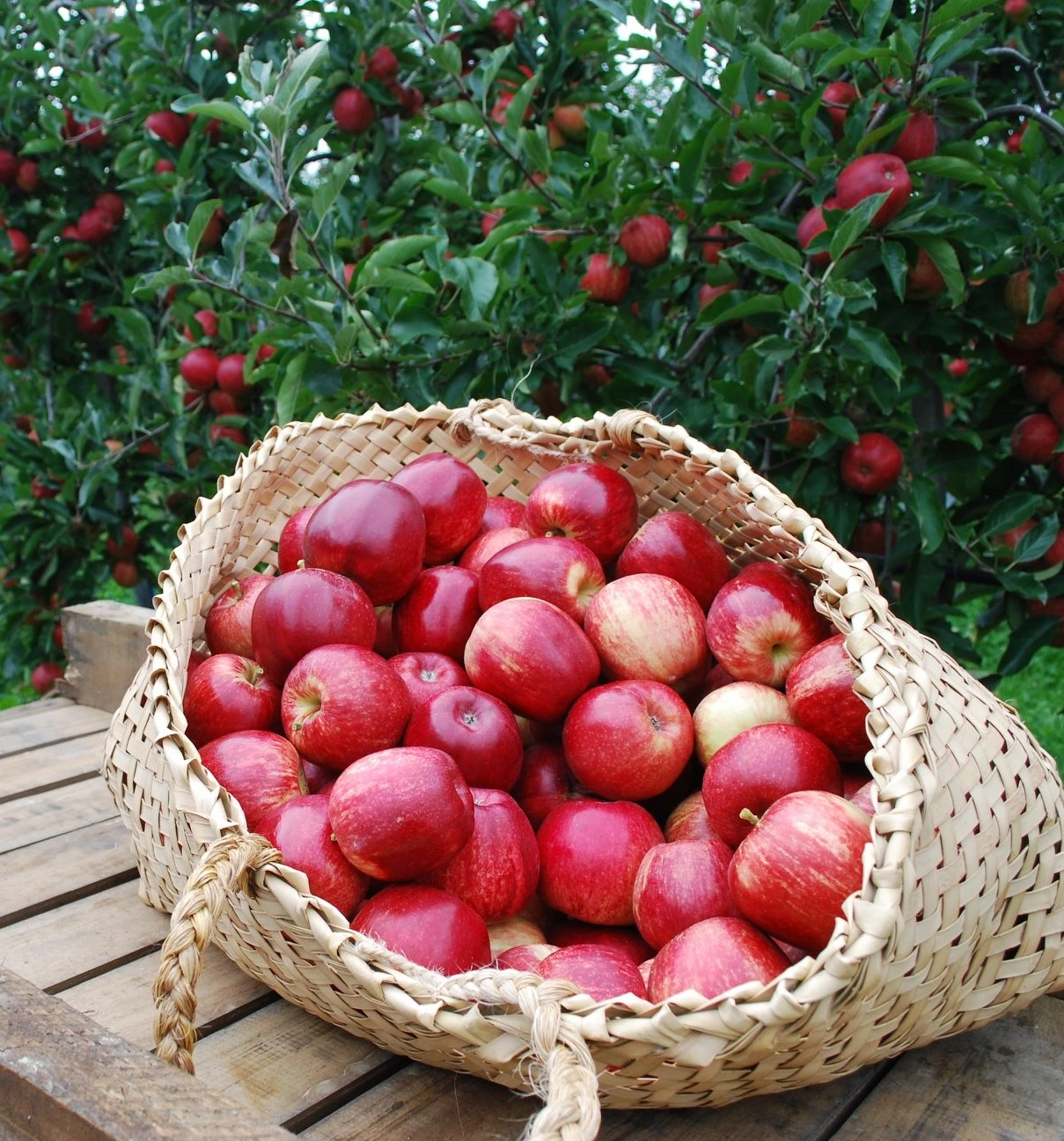 A flax bag full of apples.