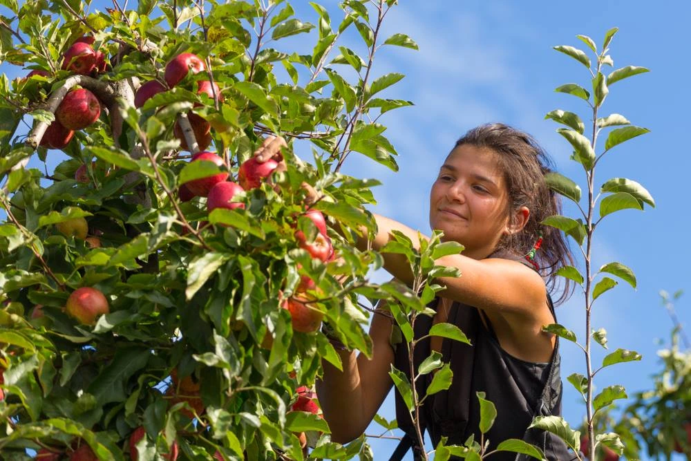 An apple picker on a ladder picks apples.
