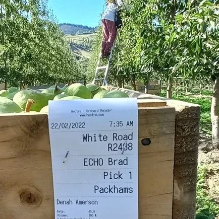 A pear orchard bin ticket stapled to an pear bin in an orchard.