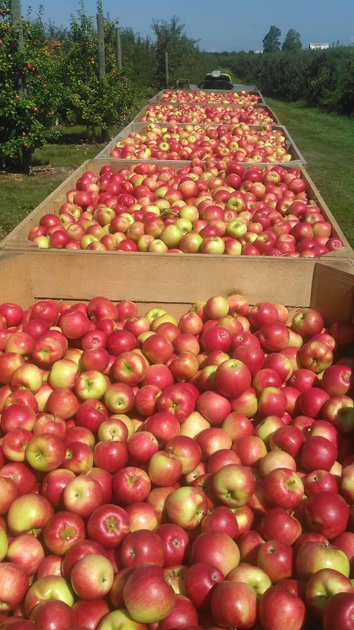 Apple bins full and lined up on an orchard.