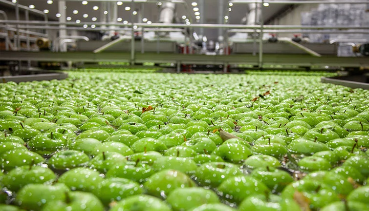 Hundreds of green apples in a packing house pool.