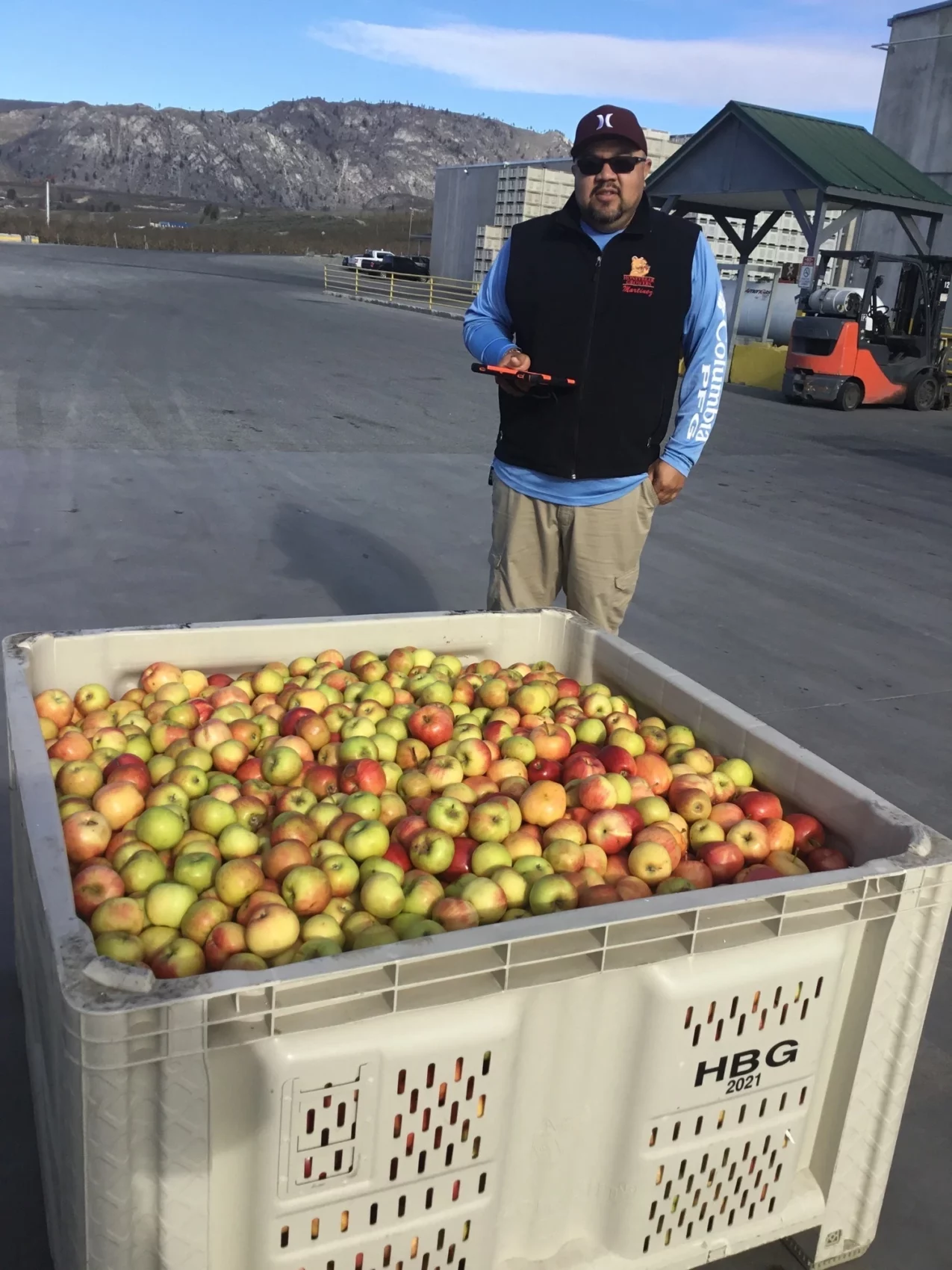 Man stands over a full apple bin.