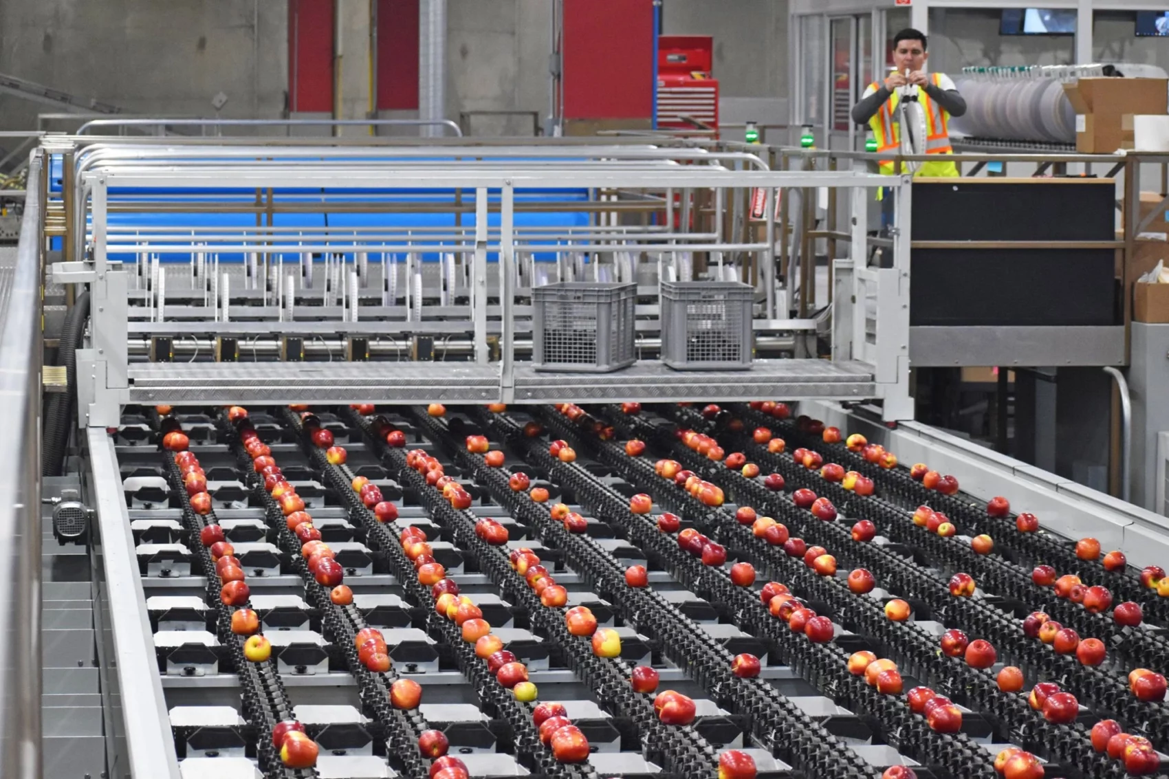 Apples on a packing line.