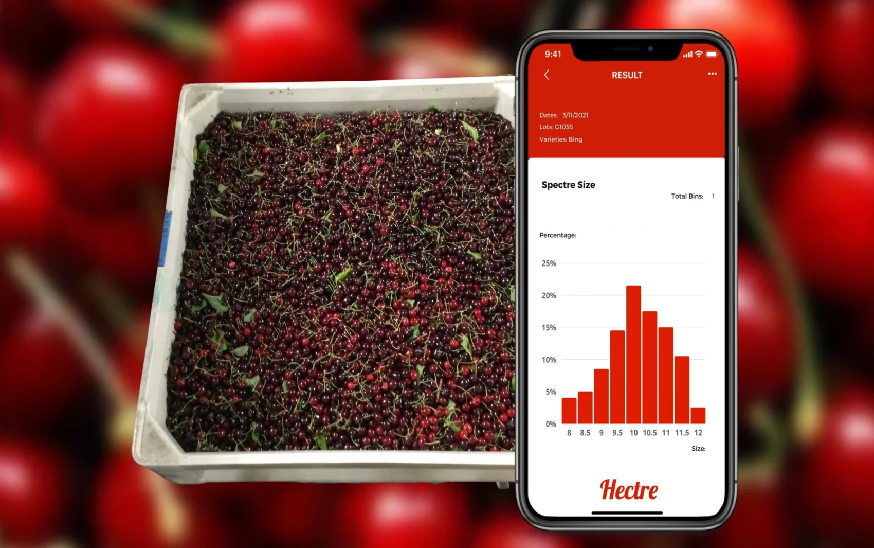 Phone app next to bucket of cherries