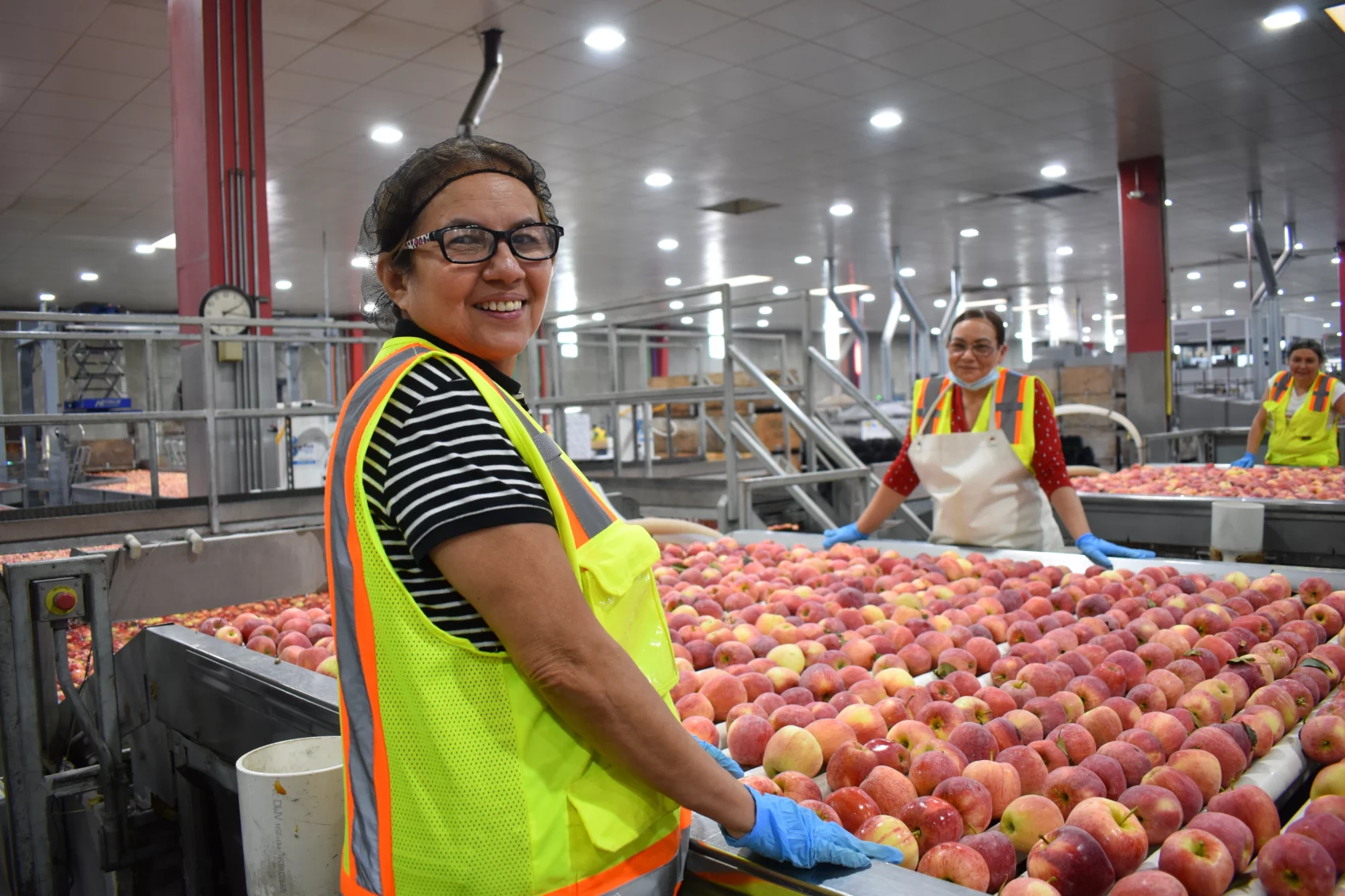Apple packing workers with apples to grade and pack.