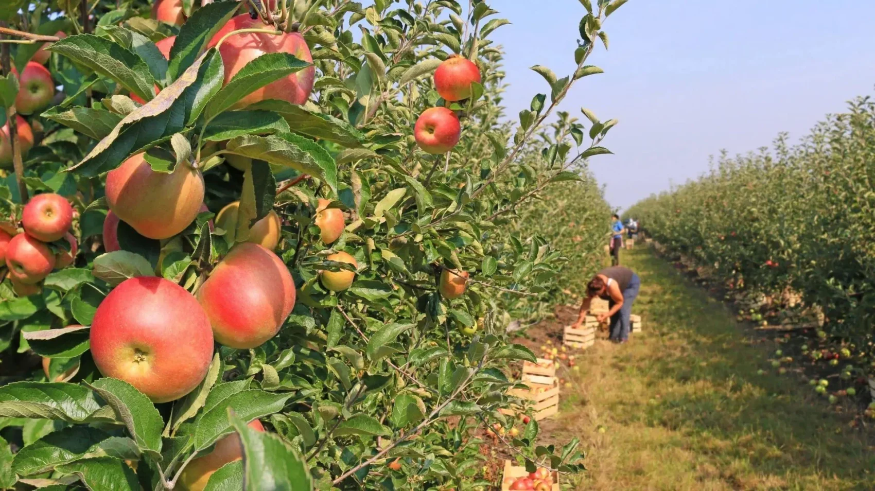 Apple pickers in a row