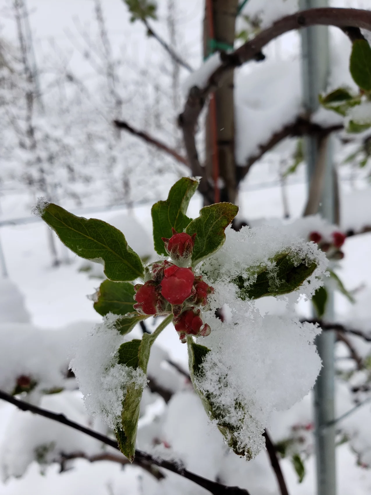 Apple bud covered in snow