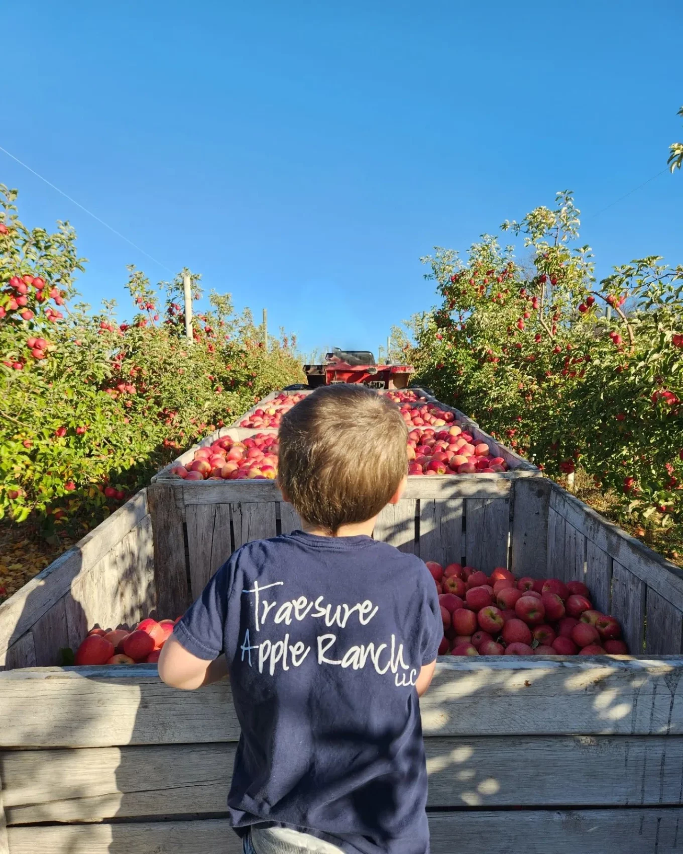 Boy looks over apple bins in orchard